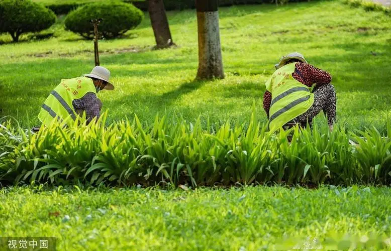 安阳全国最大绿化树苗批发市场在哪里