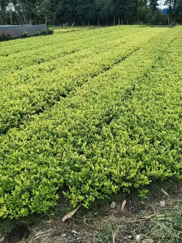 永城绿化公司吴欣