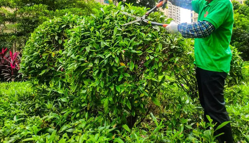 园林绿化工程中的草坪施工和养护技巧